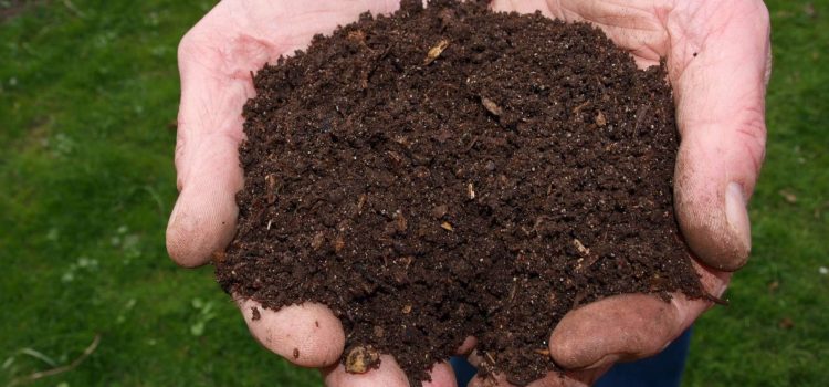 main tenant du compost