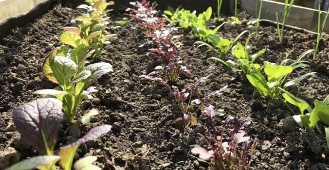 Livraison d’une toilette sèche pour les potagers d’entreprise Skyfarms skyfarms